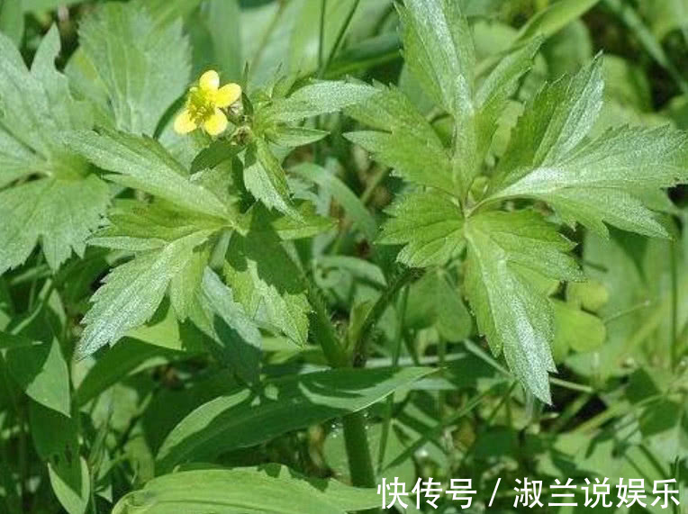 鸭脚板|这野菜叫做“鸭脚板”爽口清脆比白菜好吃,城里人想吃得靠运气