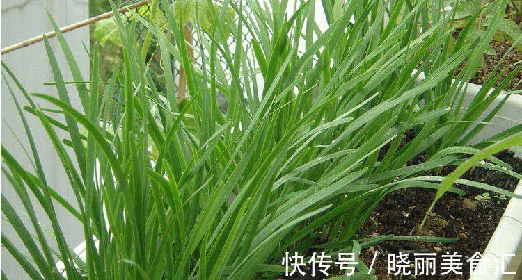 阳台种韭菜只需简单几步,吃韭菜不用愁