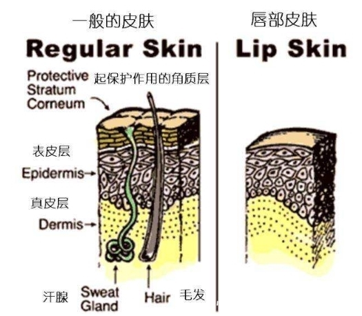 怀孕|孕期可乐辣条都敢吃，到了唇膏就不敢用了？你是拿脸怀孕的吗？