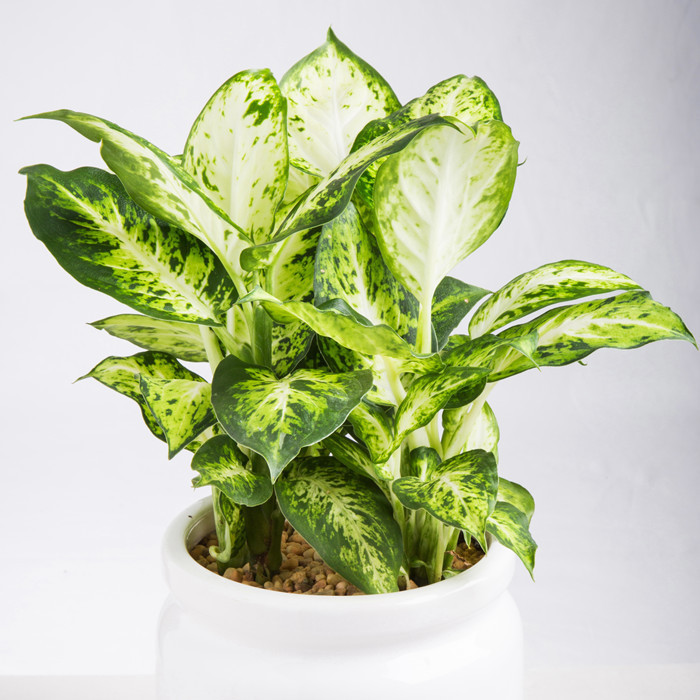 家里有老年人，不适合养4种绿植，很多人都不了解，赶紧学习一下