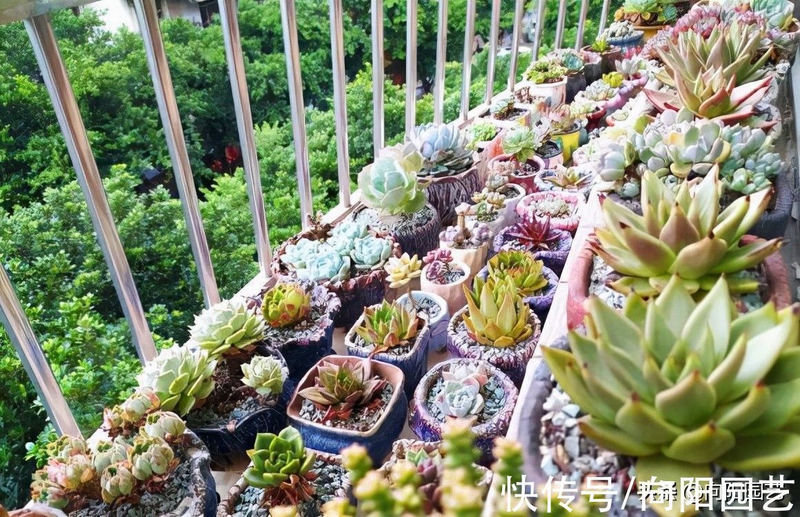 养多肉的那些辛酸史,花大价钱买的肉肉,不到2个月就歇菜