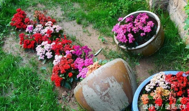 “难养”花草名单已公布,是有些花友的最爱,劝你早放弃!