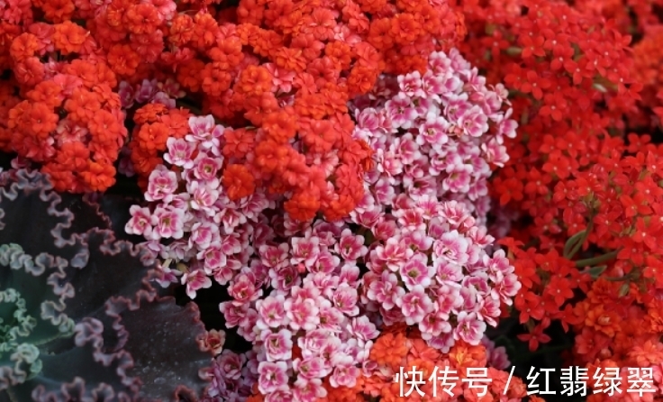 长寿花有“4喜4怕”,把它记到脑袋里,爆盆开花很容易!