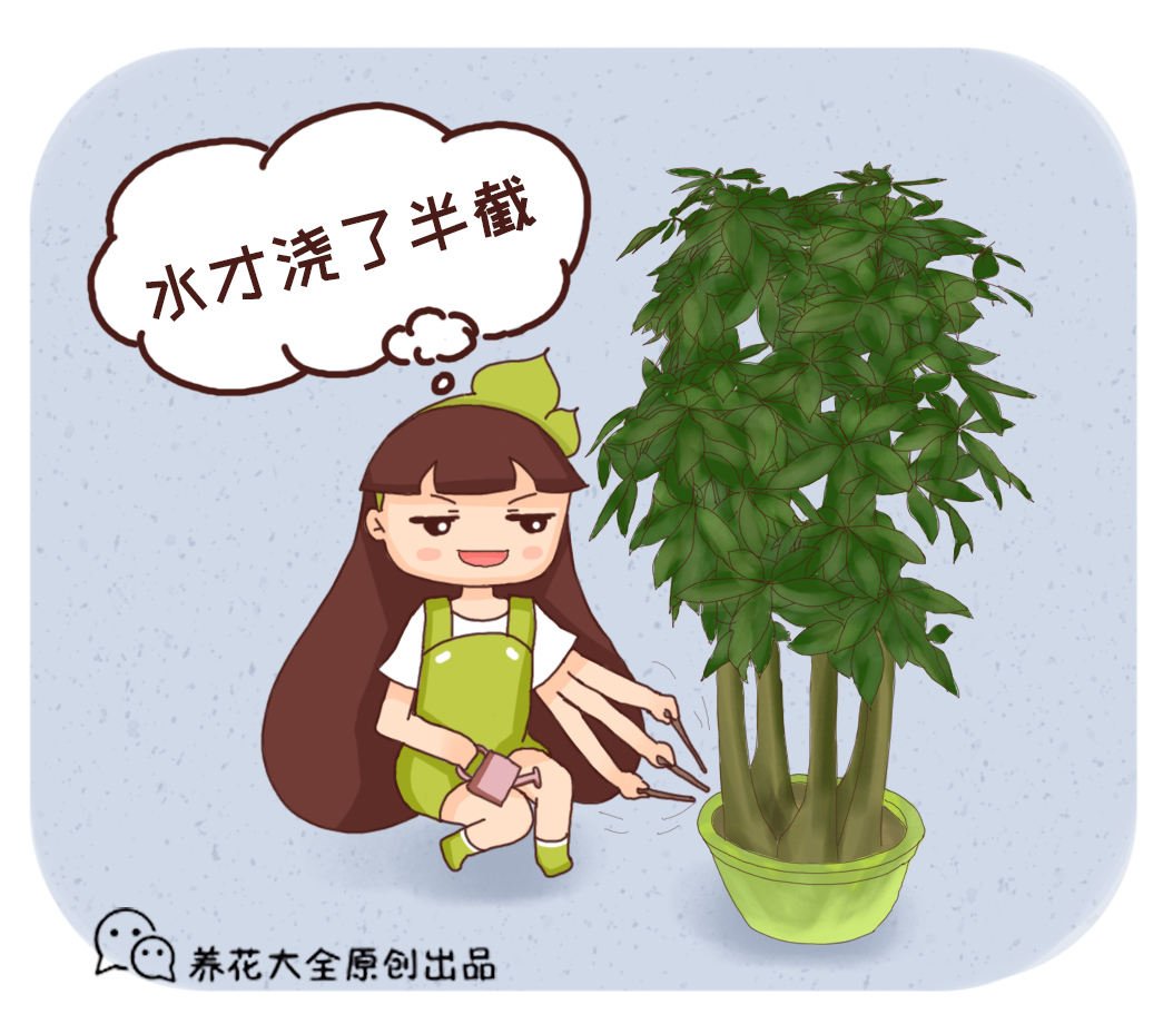 花友|养花老匠常说的“不干不浇，浇则浇透”，你真的理解了吗//