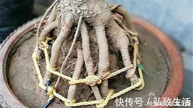 盆景|盆景盆树出现了老化，要及时处理避免树桩死亡，方法一分钟看完