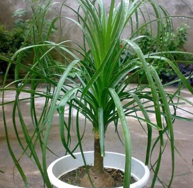 4种“懒人”盆栽花,浇水就疯长,给点阳花就灿烂,给你一片花海