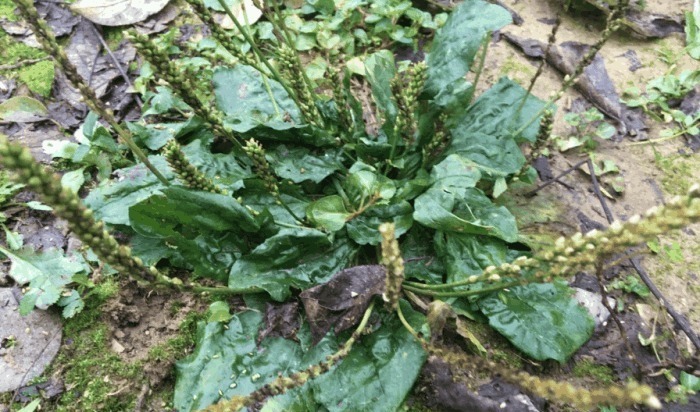 车前草|医生提醒车前草浑身都是宝，可惜很多人不知道，现在知道还不晚