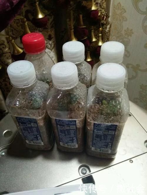 如果你有5个“坏习惯”,恭喜你,是养花高手!