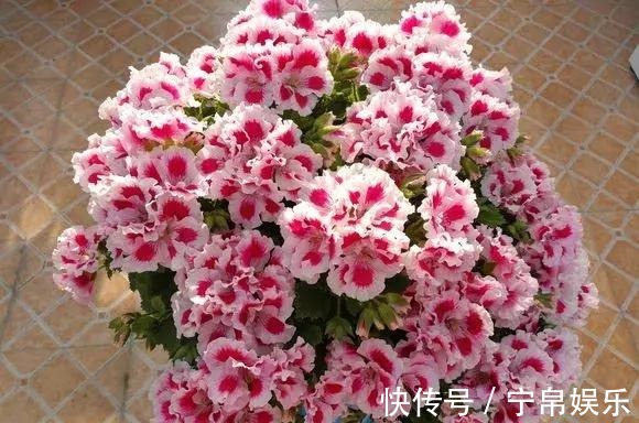 德利|1种花“人人爱”,耐旱好养,新手也能花开成球,一开300天!