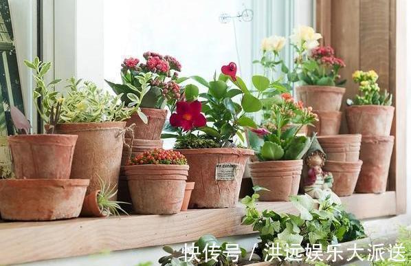 养花|夏季养花,首选这些不怕晒,不怕旱的花卉,养着省心、看着养眼