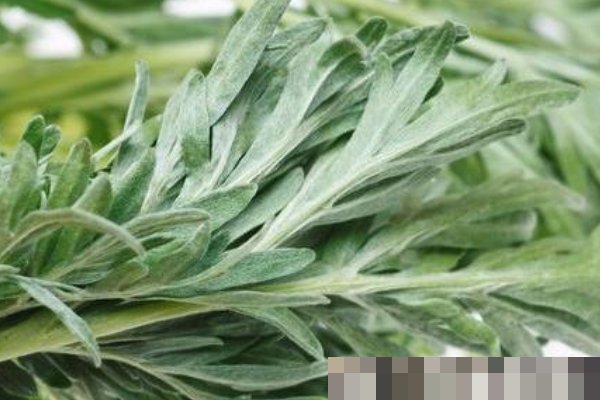 艾草不仅能泡脚，还能洗头，坚持一周，好处主动找上门