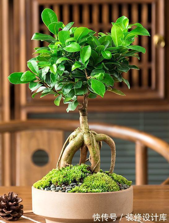 枝条|盆栽榕树怎么养?注意2点,枝叶很多、绿油油很繁茂、造型也美