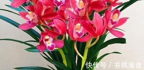 家庭养花选它,美过荷花,香过茉莉,一年四季有花赏,值得拥有