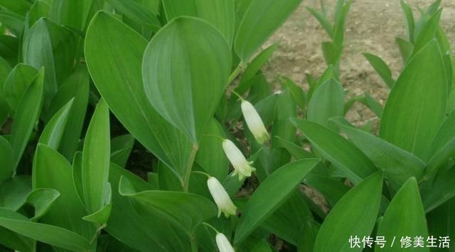 读者们|它若出现您家乡,请别着急摘掉,目前野生120元一斤