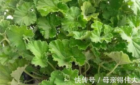 养花试试这几款，花开繁茂，避免暴晒引起花朵衰败