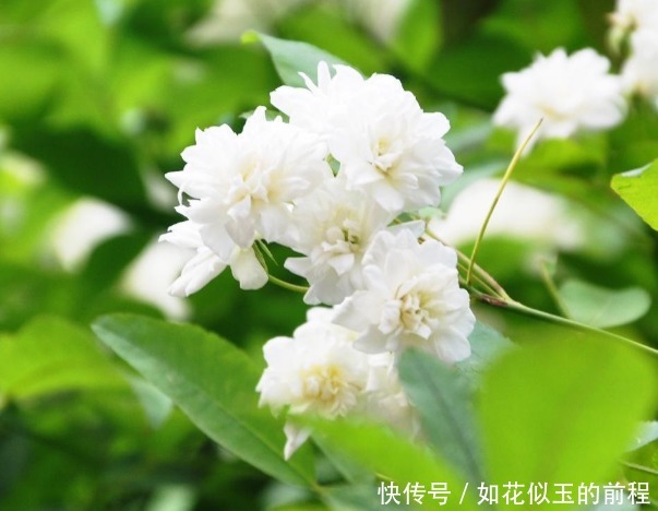 藤曼|此花芳香沁人心脾,俘获世界上的各种情感,为初恋之花