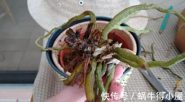 介质|家里的盆栽兰花叶子停止生长,很可能是根出了问题