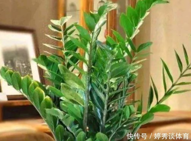 种花|家里的这4种花不要轻易送人,养人又镇宅,有钱人都爱养!