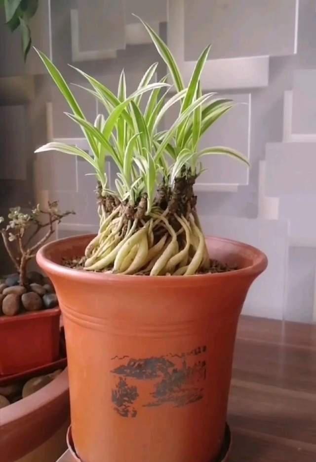 真棒|发酵淘米水臭气熏天,里面加点小东西,发酵快没异味,养花真棒