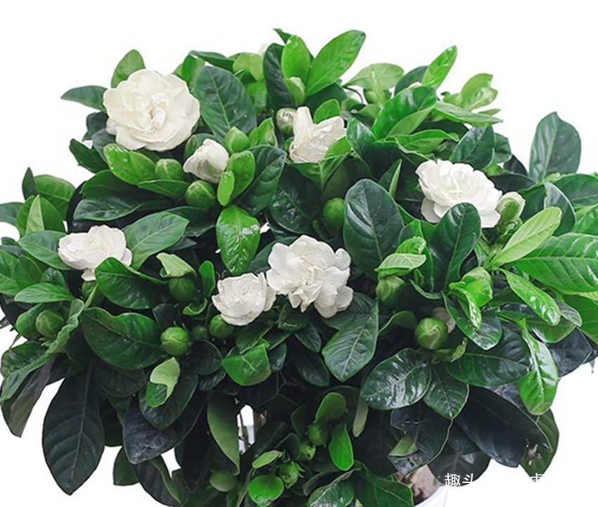 豆饼水、淘米水都用错了，老大爷有妙招，浇一盆旺一盆，学学吧