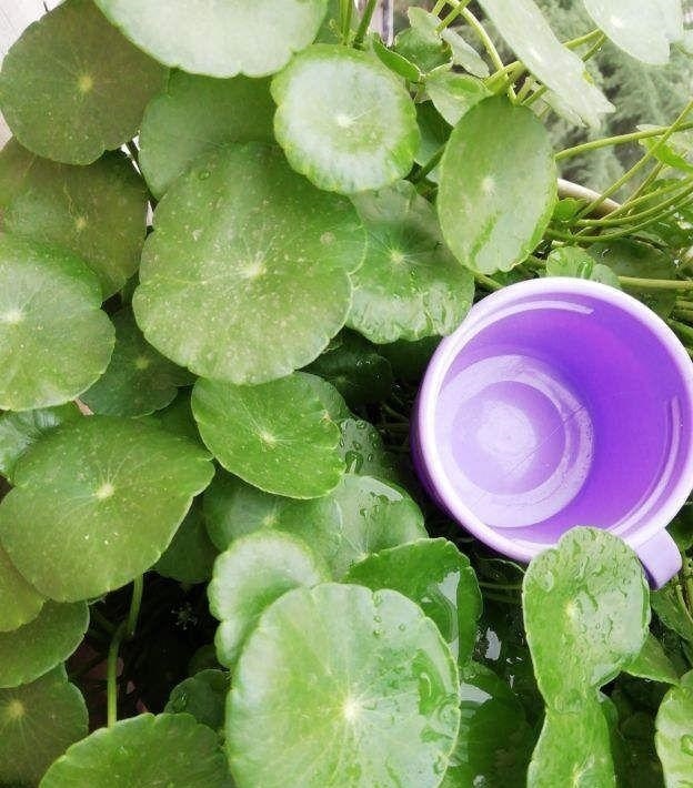 施肥|养铜钱草要“抓重点”，记住“2多1勤快”，叶子比硬币大2倍