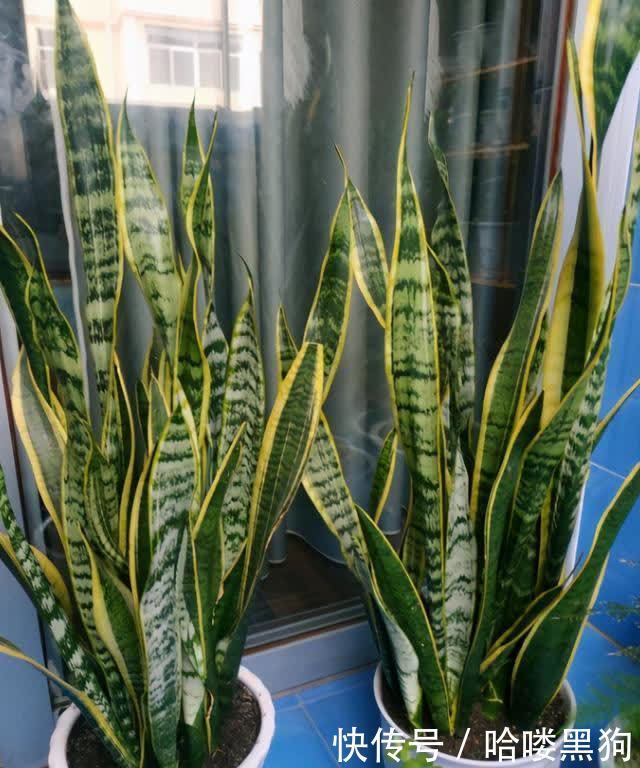 新芽|6月是虎皮兰的生长旺季,按照“三不缺”做好,新芽冒不停