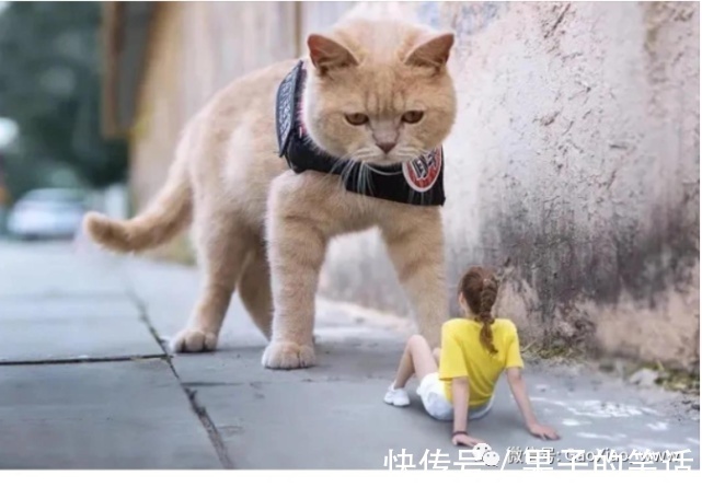 |搞笑图片:人类肯定会统治地球的