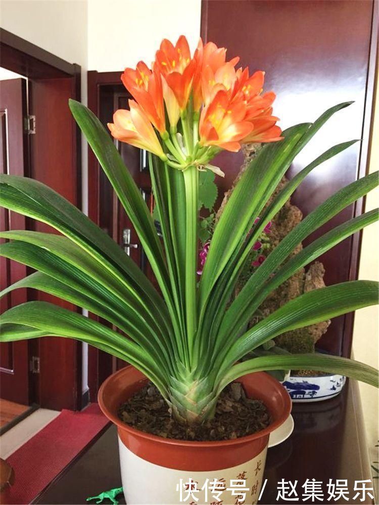 根系|春夏秋冬养君子兰,浇水各不相同,“诀窍”在手,开花成“群”