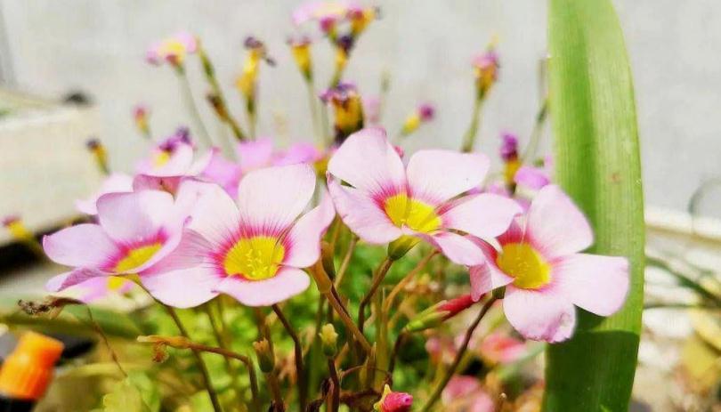 这4种植物不怕“挨冻”,适合冬季露养,状态佳、开花漂亮