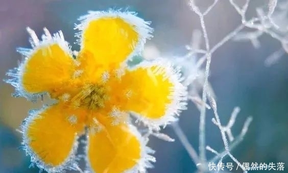 百花|春有百花秋有月,冬日最美是什么