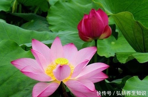 茉莉花|什么样的人就喜欢什么样的花，这几种花家里养，那就是怎么样的人！