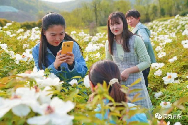 酉华镇：牡丹花开 艳领群芳