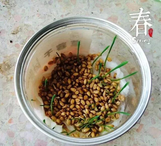 丢一把种子到水里,7天冒出小森林,越热越长个!绿植盆栽不用买