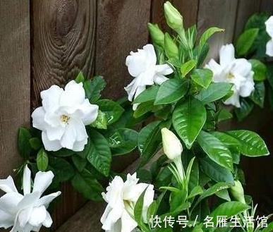 枝条|造成“栀子花”、“茉莉花”长势不好，元凶是它
