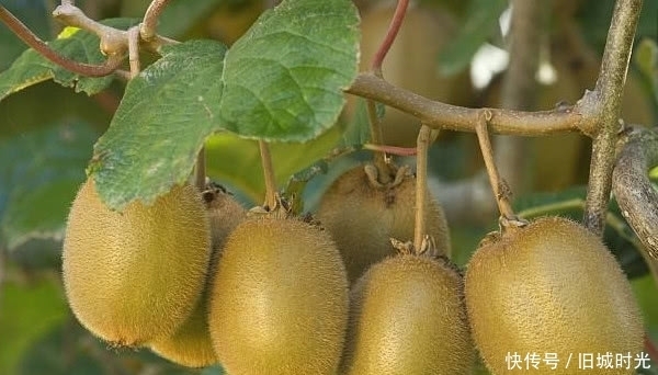 荔枝|三大“长寿果”，排毒养颜延缓衰老