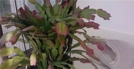 养文竹|6月后,7种花要远离阳台,不然“黄叶”没商量