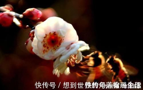 陆游@最唯美的一首词,800多年来无人能出其右,成为宋词压卷之作