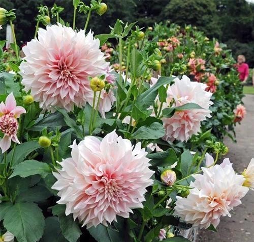 6种易遭真菌迫害的植物,有这几种花的,平时养护可得注意了!