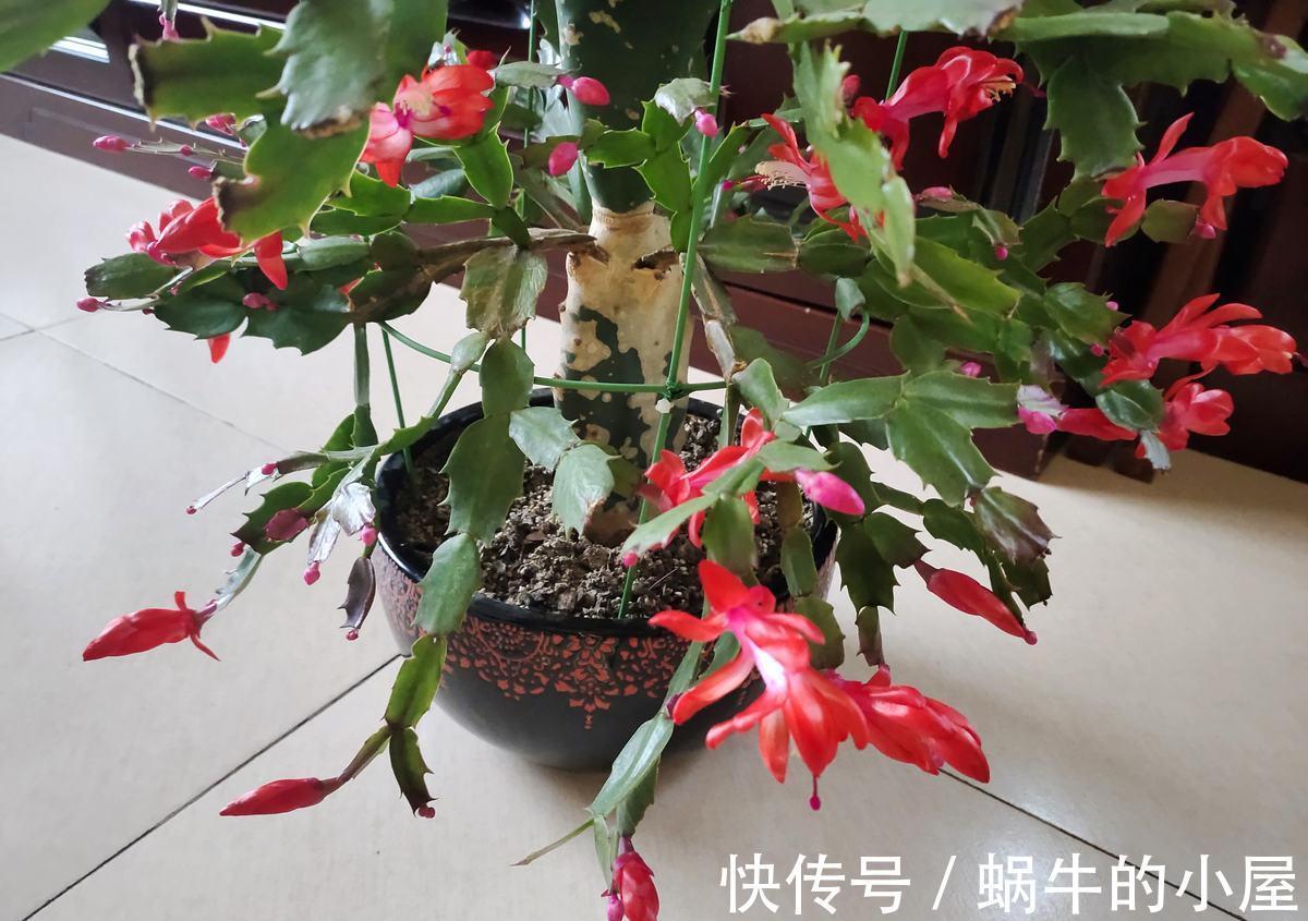 叶子|蟹爪兰发蔫不开花,做好5步,再也没人说像“林黛玉”