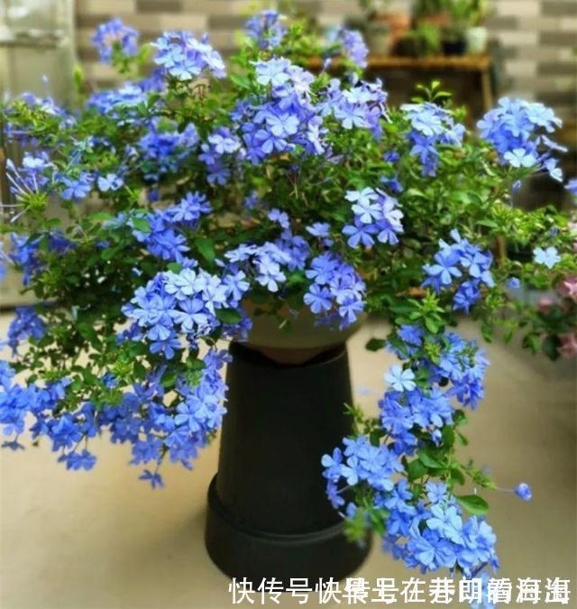 天冷|天冷了,15种漂亮花喜欢“大太阳”,多晒长得壮,花更多