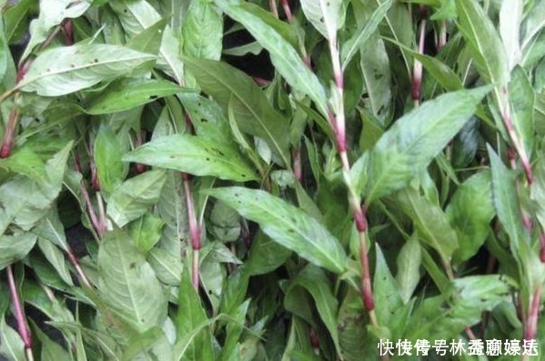 酿酒|有种野草没人要,花瓣能酿酒,嫩叶能“毒鱼”,可以吃也可以入药