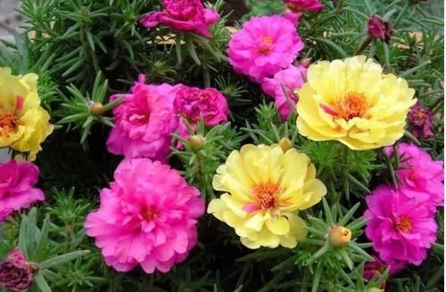 家有庭院就养4种花，好养漂亮花期长，开花一簇簇，开成百花园！