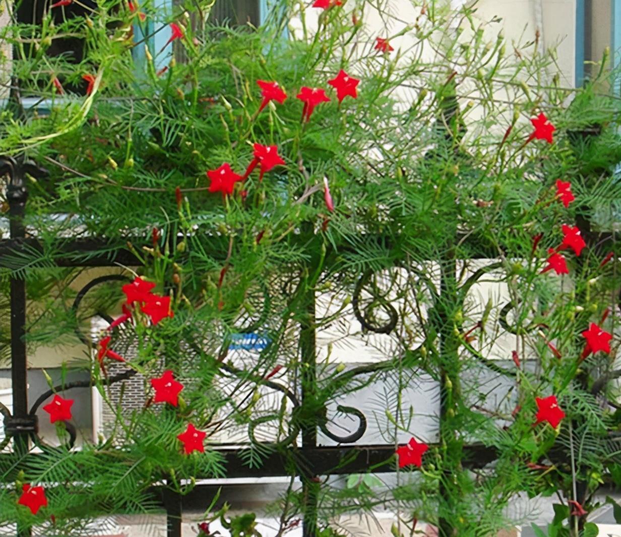 牵牛花|很容易养活繁殖的3种“漂亮花”,长得到处都是,开花也挺多的