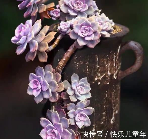 喜欢老桩多肉就养这3盆,皮实好养长势旺,养2年长成群生小老桩