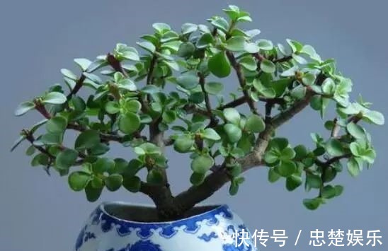 金枝玉叶怎么养才爆盆做到5点金枝玉叶很快枝繁叶茂青翠欲滴