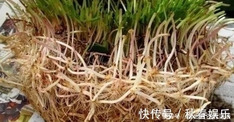 匍匐茎|妈妈养铜钱草年年用这1招，养出来的铜钱草爆满盆，叶子比手掌大