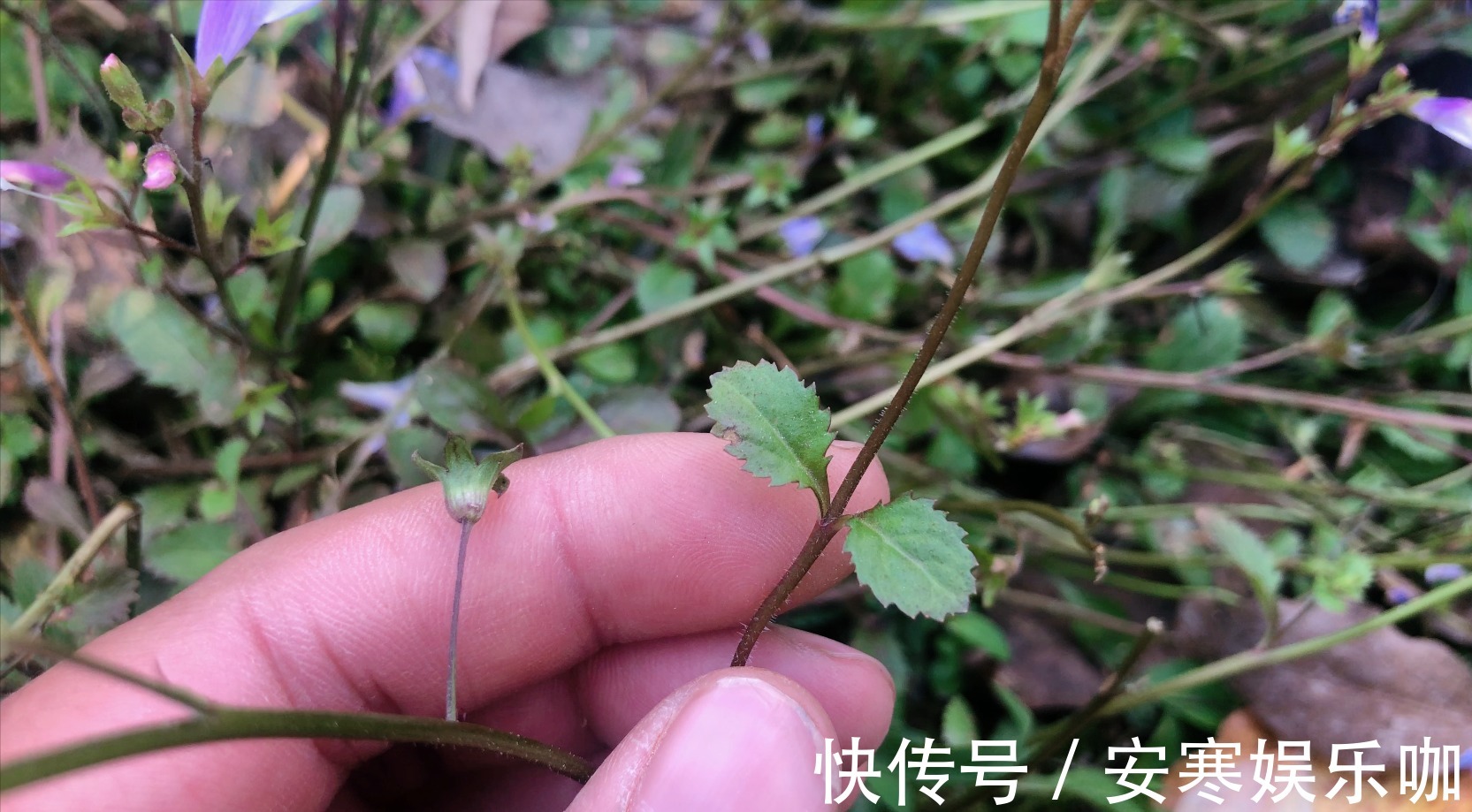 脓泡药|中药材通泉草认识吗,农村地里常见,不认识当成杂草太可惜