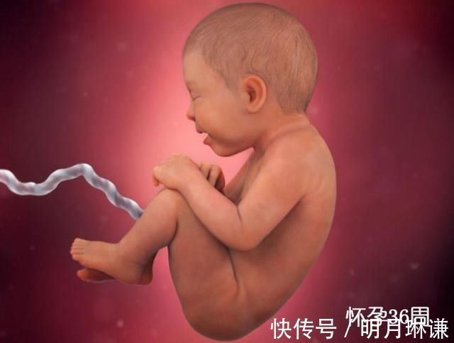 皮下脂肪|组图了解胎儿在子宫中的生长过程，生命太奇妙了！准爸妈们看看