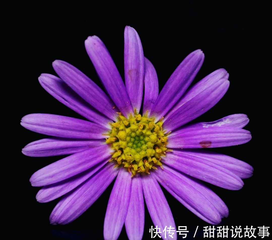 最适合新手养的3种花，沾土就能活，开花就爆盆，不易生病好养护