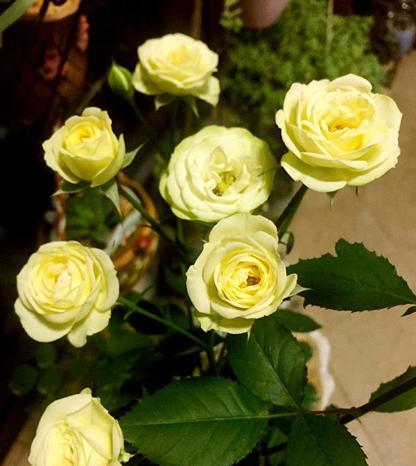 美丽|喜欢玫瑰,优选“精品玫瑰”玛利亚,花开粉粉嫩嫩,可爱美丽